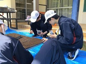 種植え
